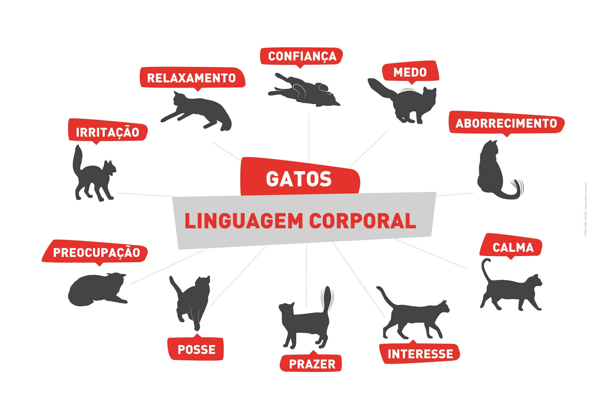 royal canin_infografico__comportamento_gatos