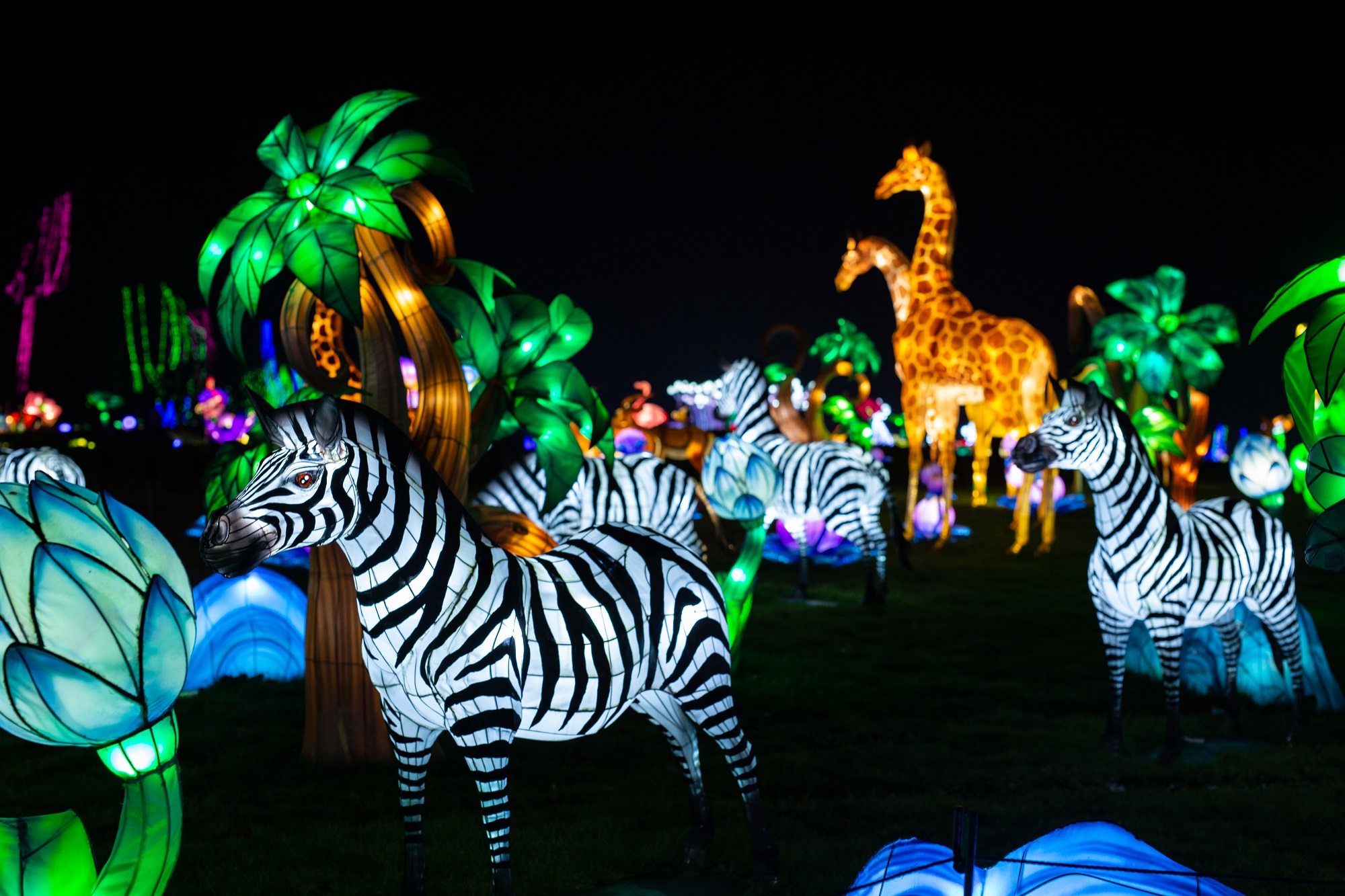 festival_luzes_selvagens_zoo_santo_inacio_zebras_girafas